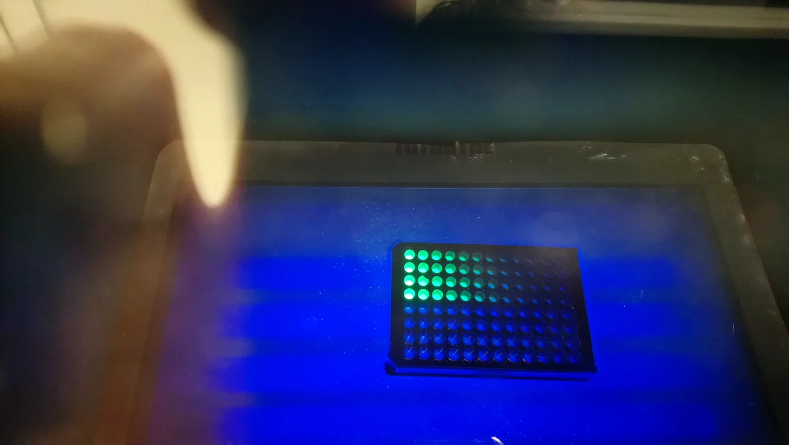 Fluorescence plate assay, wet lab, 4 August 2017